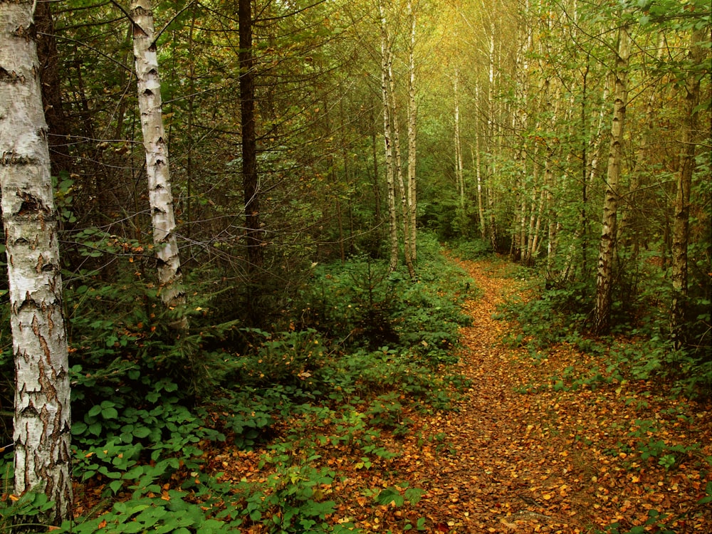 um caminho em uma floresta com muitas árvores