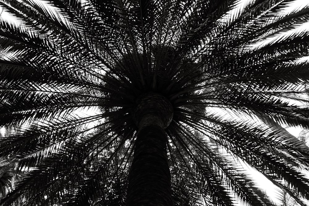 a black and white photo of a palm tree