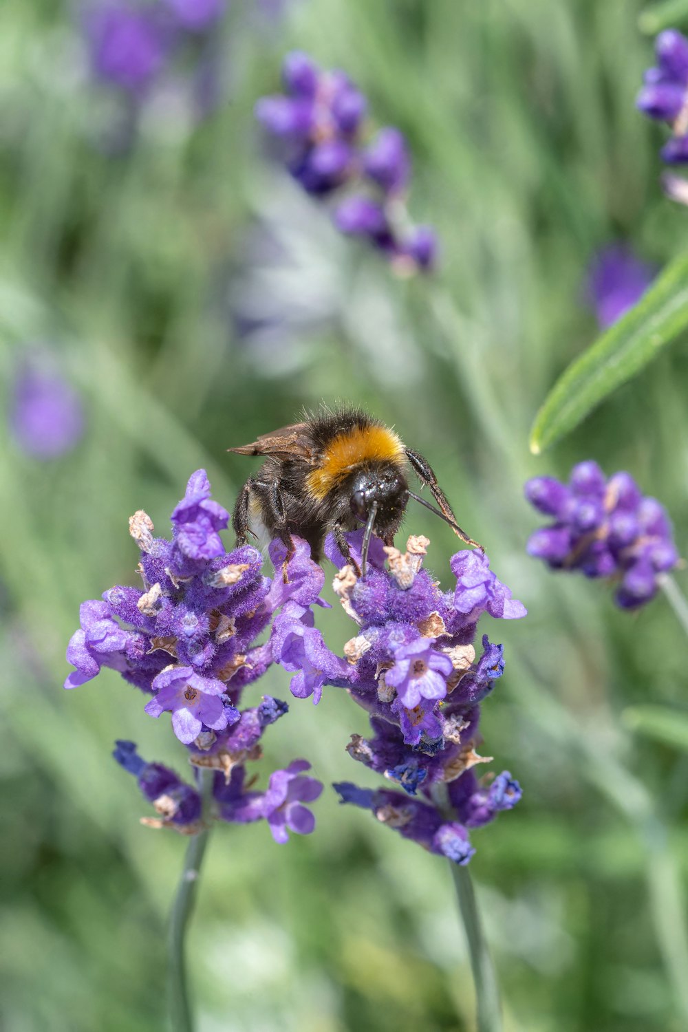 Una abeja sentada encima de una flor púrpura