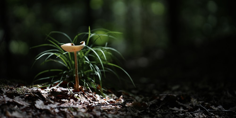 a small plant is growing out of the ground