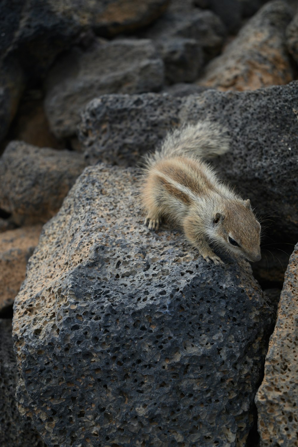 a small animal that is sitting on some rocks