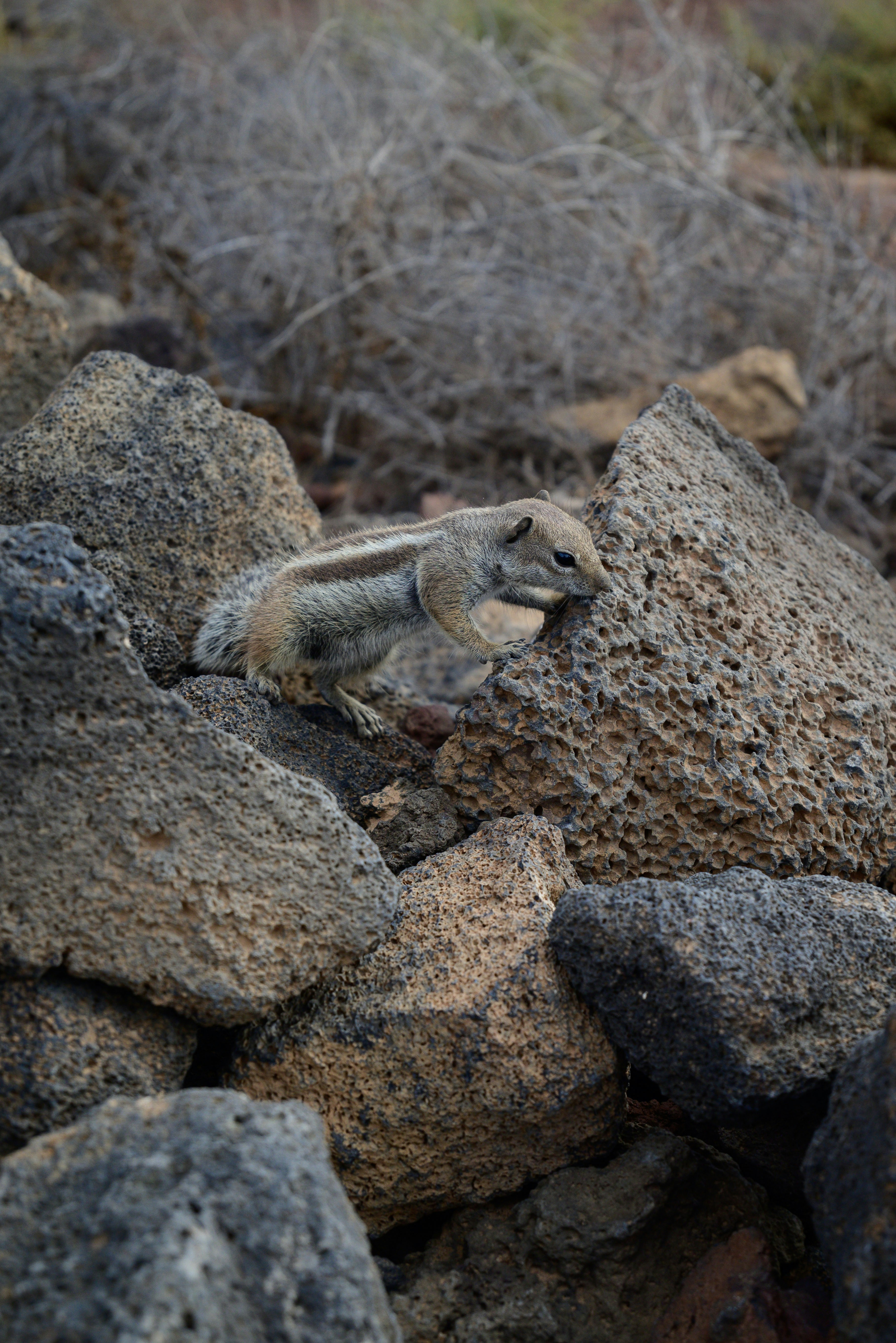 A small animal standing on top of a pile of rocks photo – Free Volcán ...