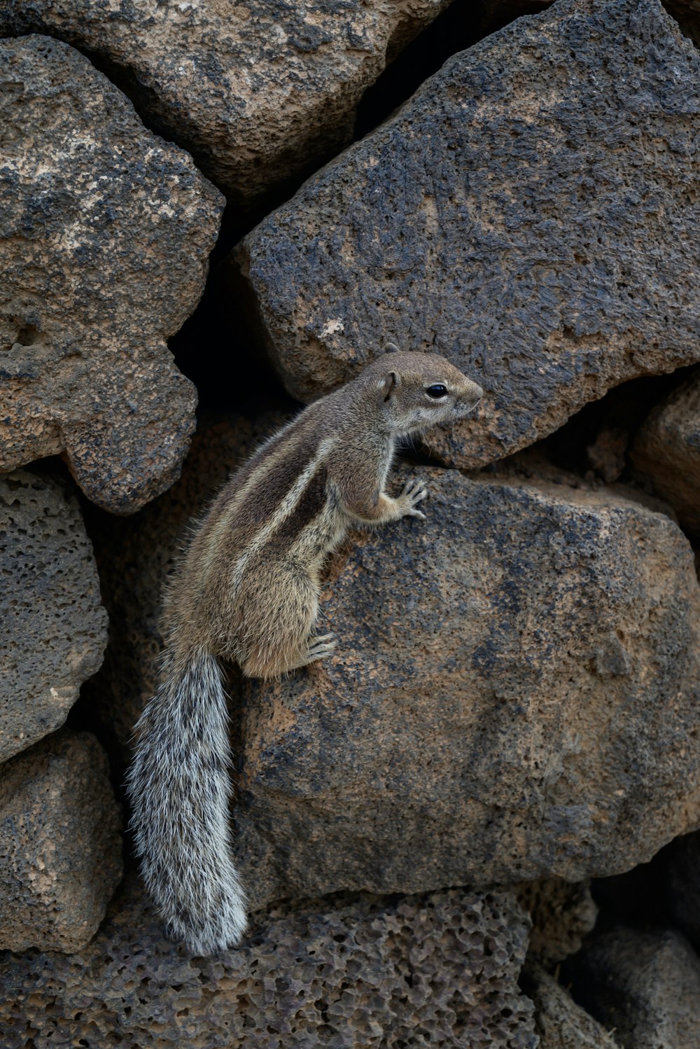 a small squirrel sitting on top of a pile of rocks