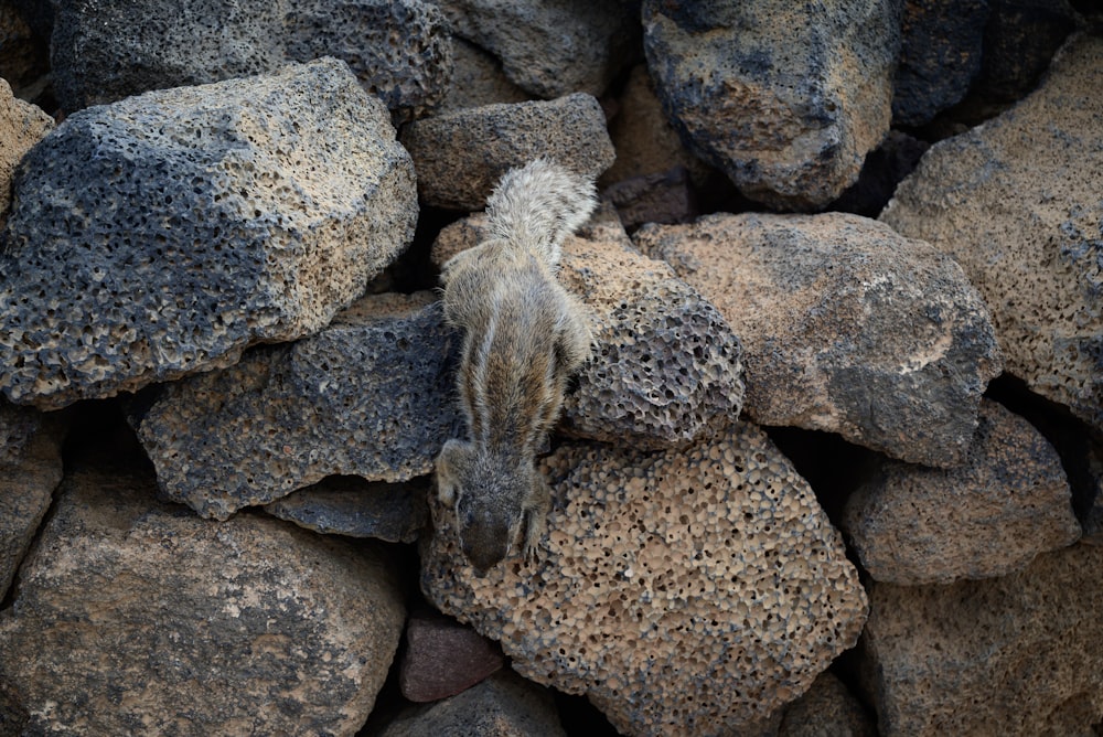 a small bird sitting on top of a pile of rocks