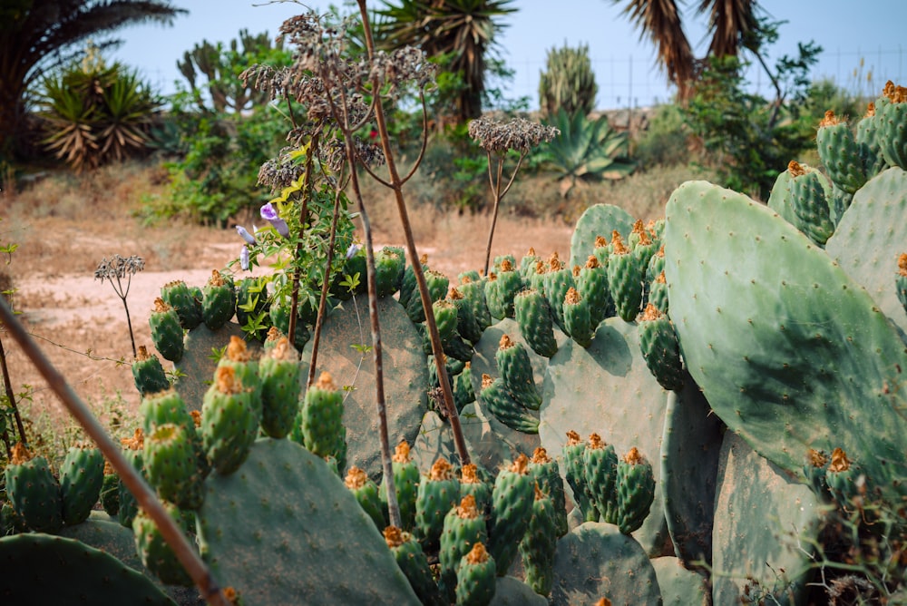 a cactus garden with many different types of plants