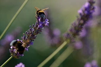 Bees are perched on lavender flowers, surrounded by a softly blurred background of lavender and greenery. The focus is sharp on the bees and blossoms, capturing delicate details and textures.