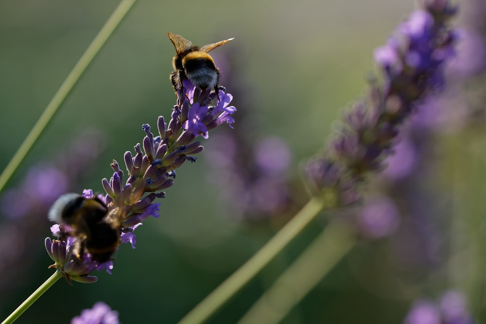 a couple of bees sitting on top of a purple flower
