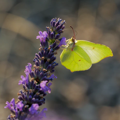 A delicate butterfly resting on a soft lavender flower bathed in gentle morning light.