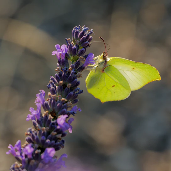 A serene butterfly resting gently on a soft lavender flower, symbolizing transformation and hope.
