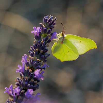 A serene butterfly resting gently on a soft lavender flower, symbolizing transformation and hope.