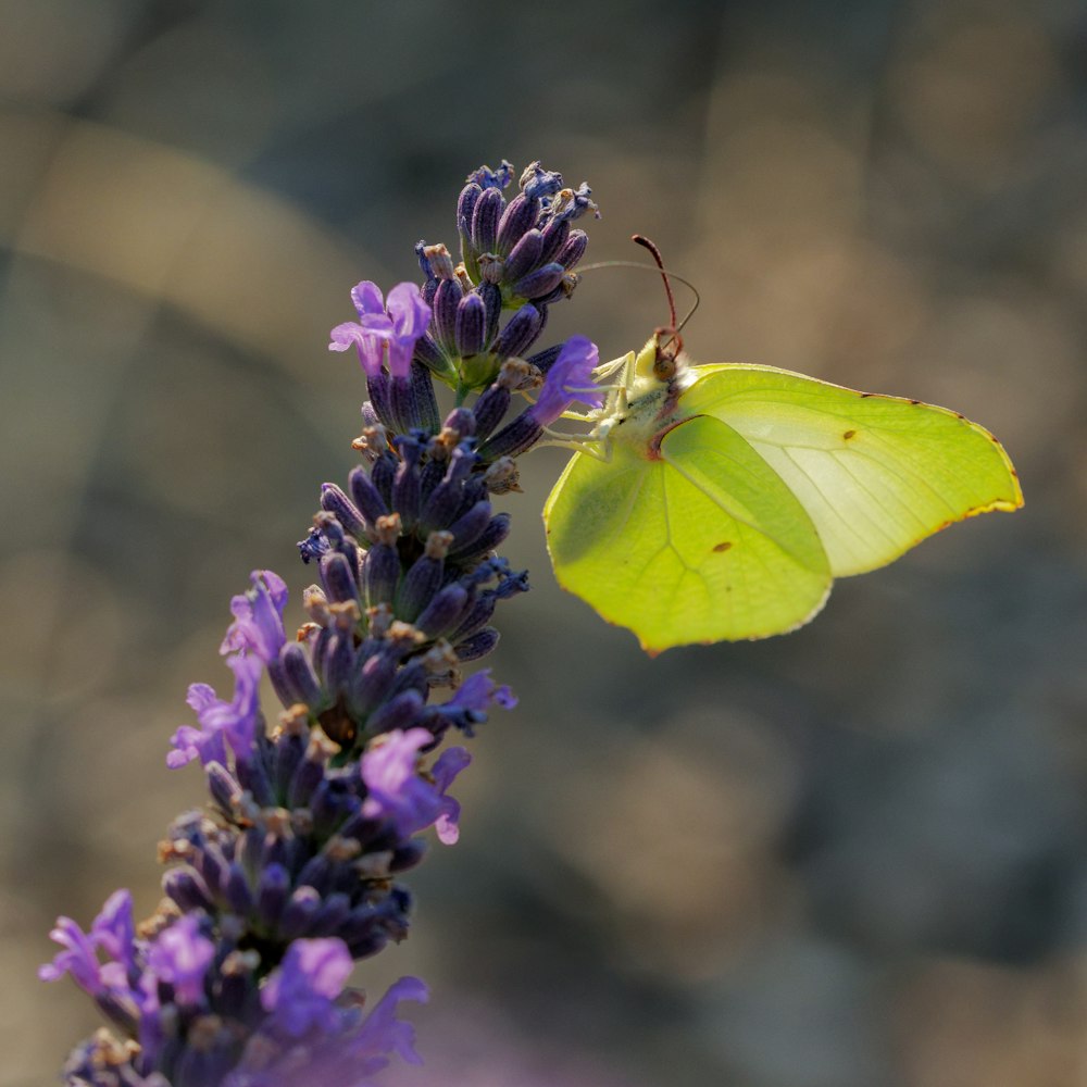 a yellow butterfly sitting on a purple flower