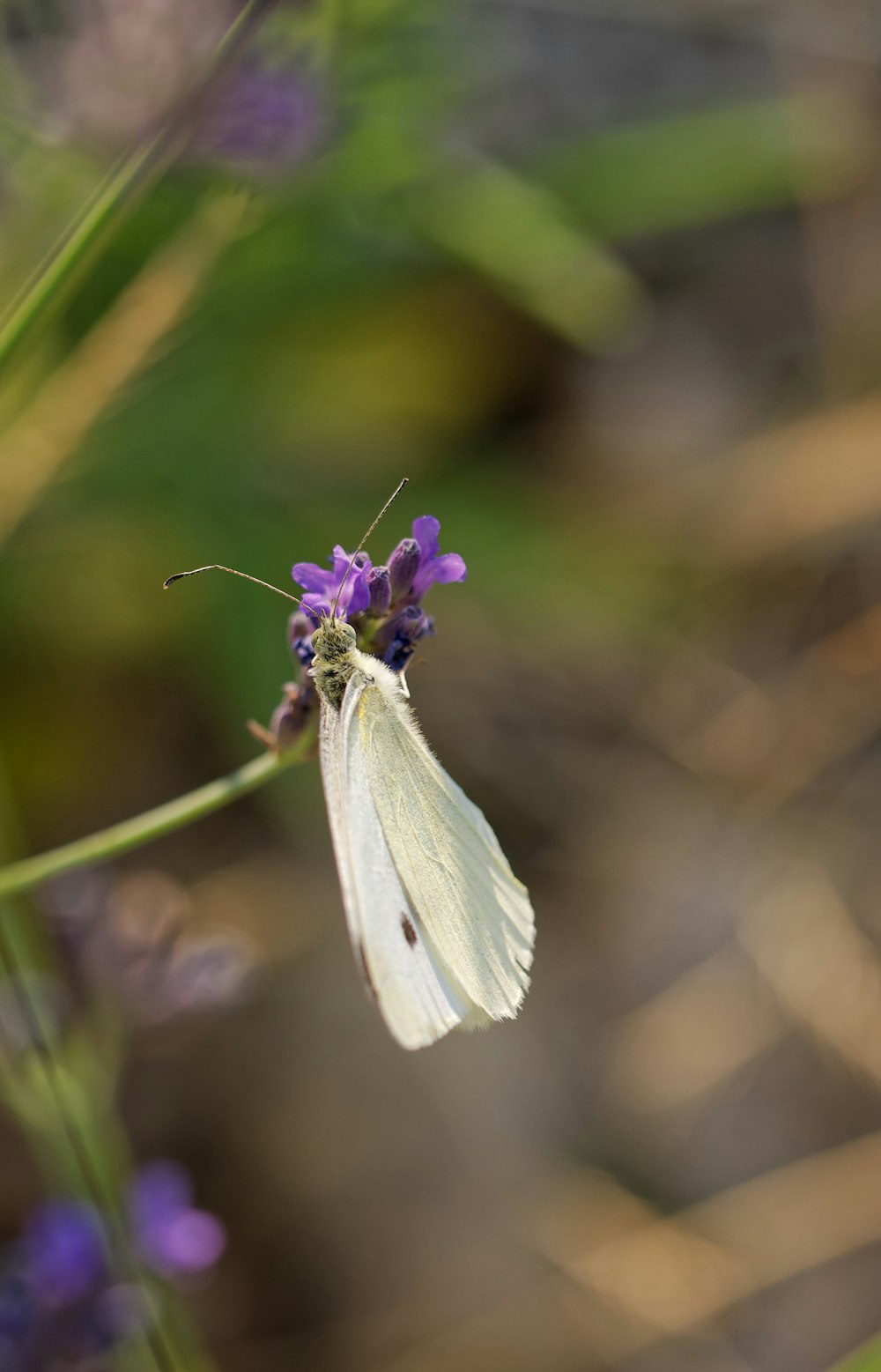 a white butterfly sitting on top of a purple flower