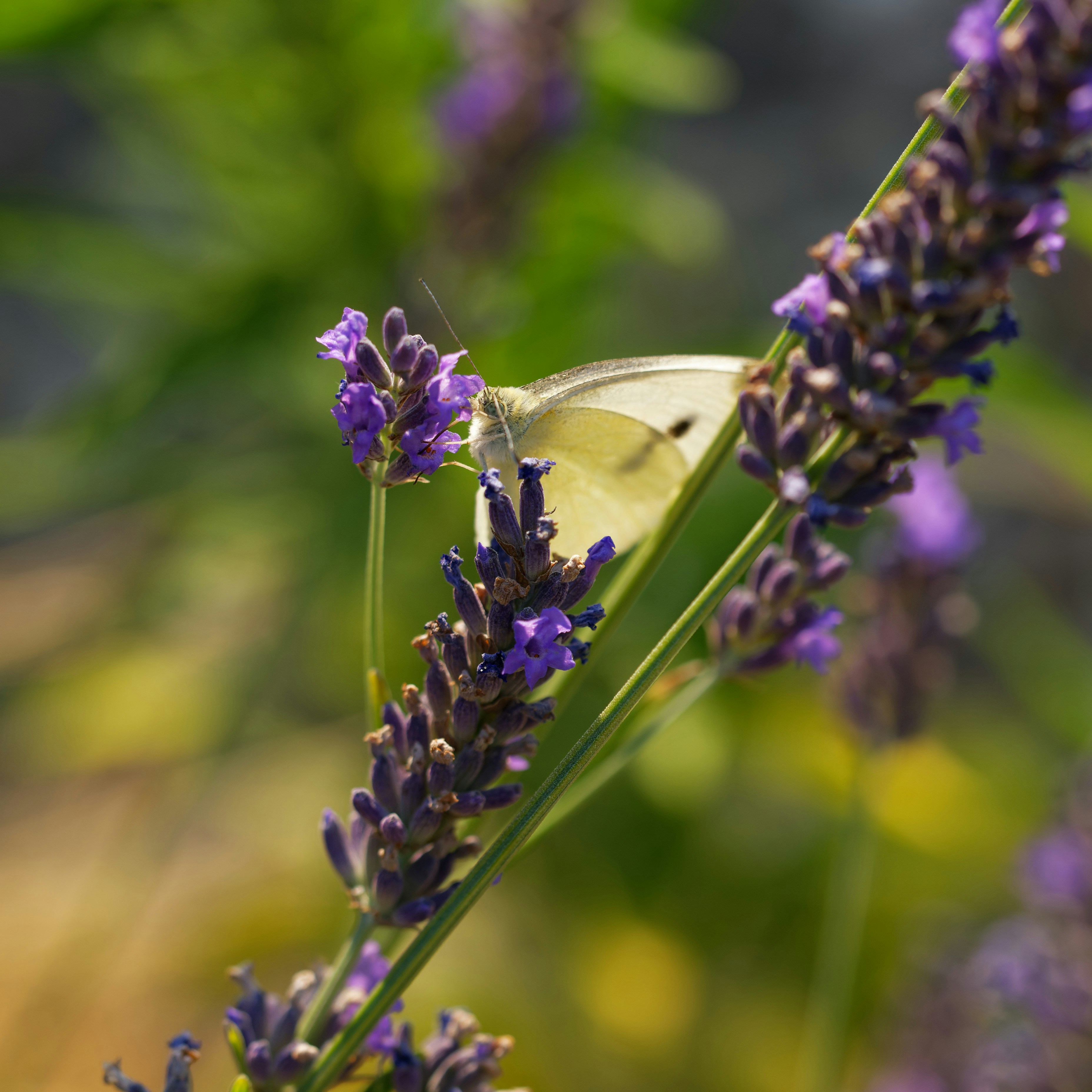 a white butterfly sitting on a purple flower