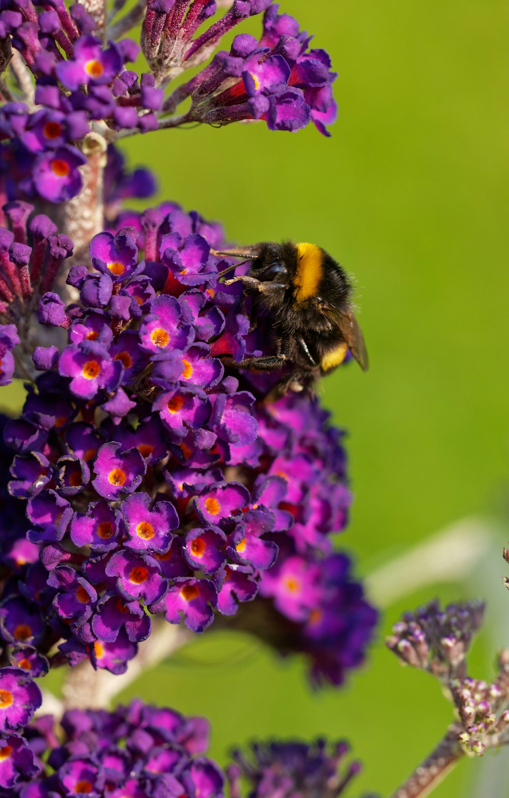 a bee is sitting on a purple flower