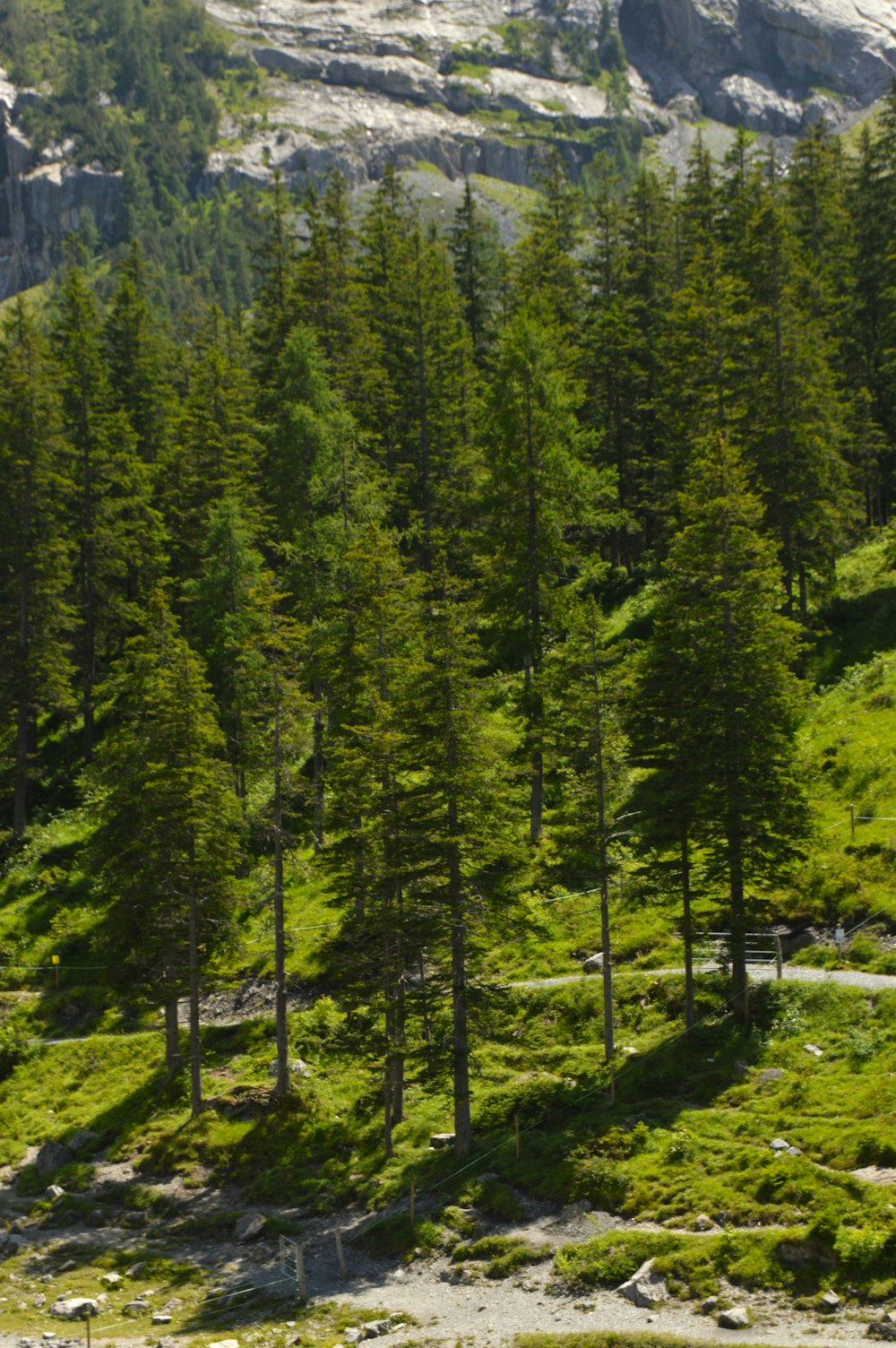 a group of trees on a mountain side