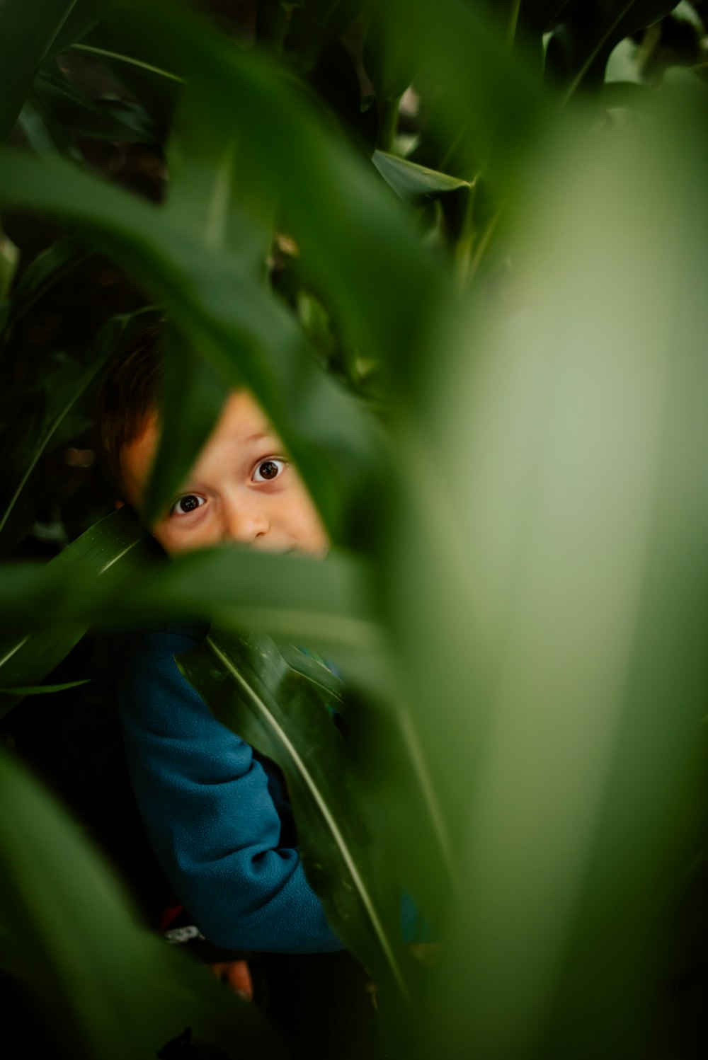 a young boy peeking through the leaves of a plant