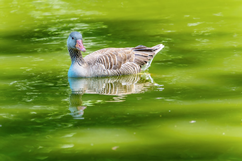 a duck floating on top of a body of water