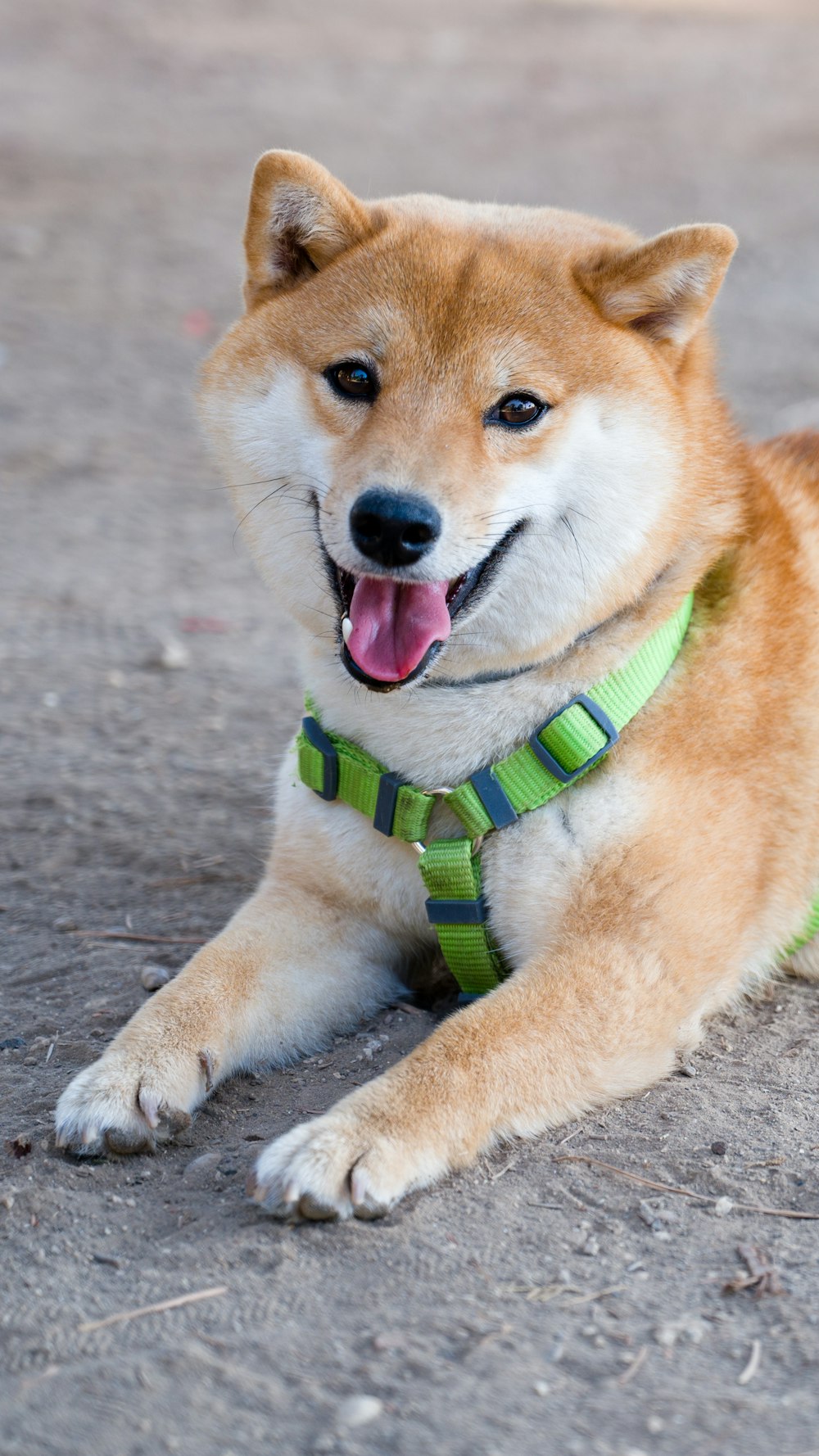 a brown and white dog laying on the ground