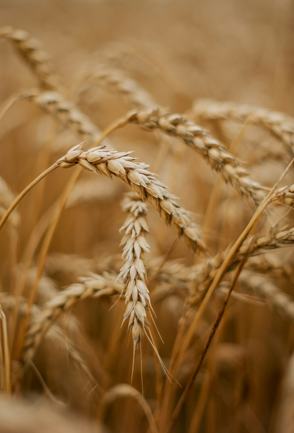 a close up of a bunch of wheat in a field