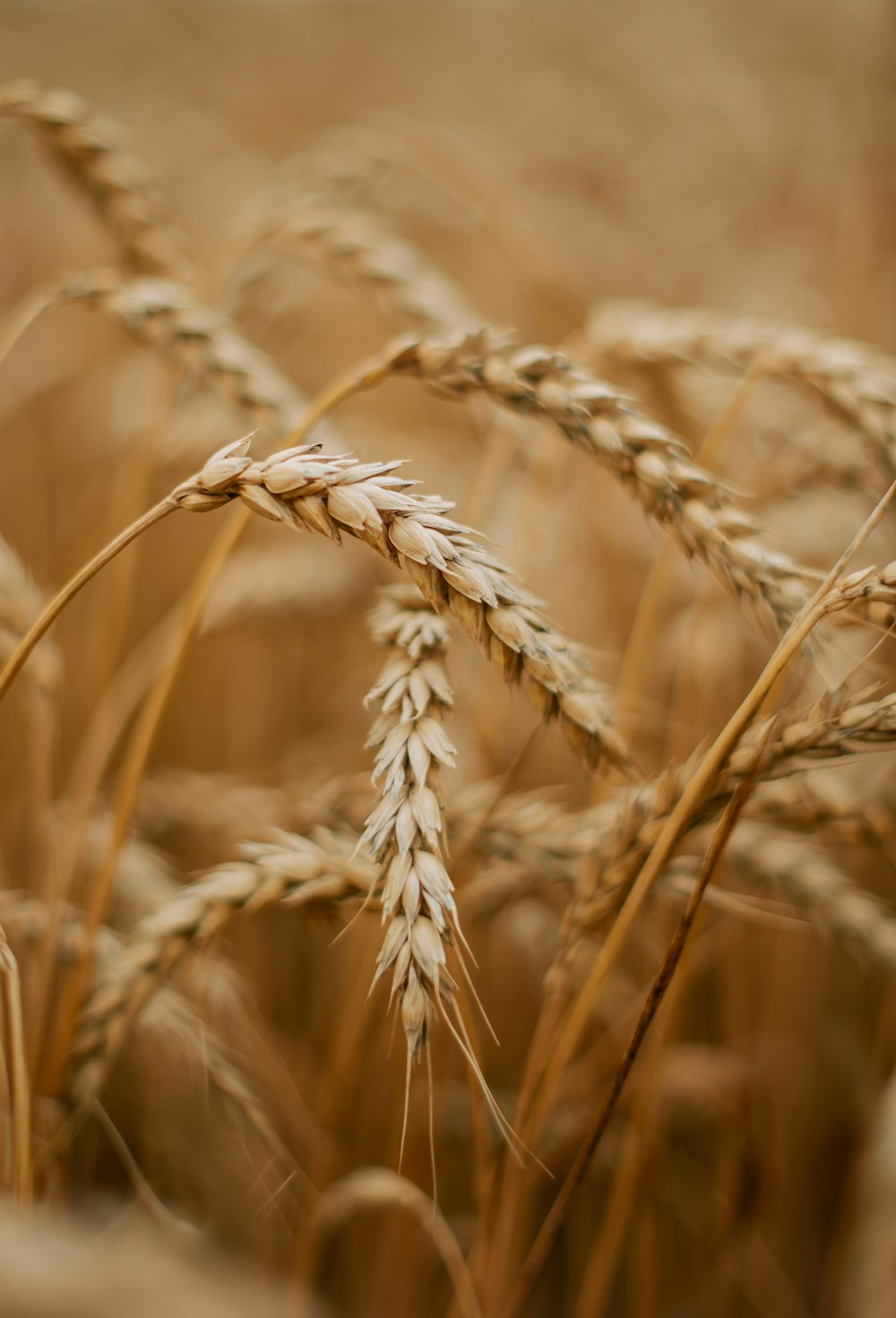 畑の小麦の束のクローズアップ