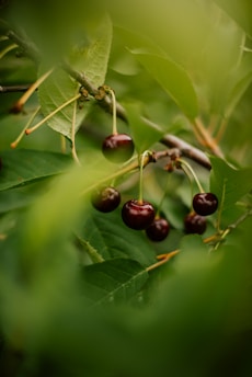 Dark red cherries hang on slender stems surrounded by lush green leaves in a natural setting. The image is captured with a shallow depth of field, creating a soft, blurred background that enhances the focus on the ripe cherries.