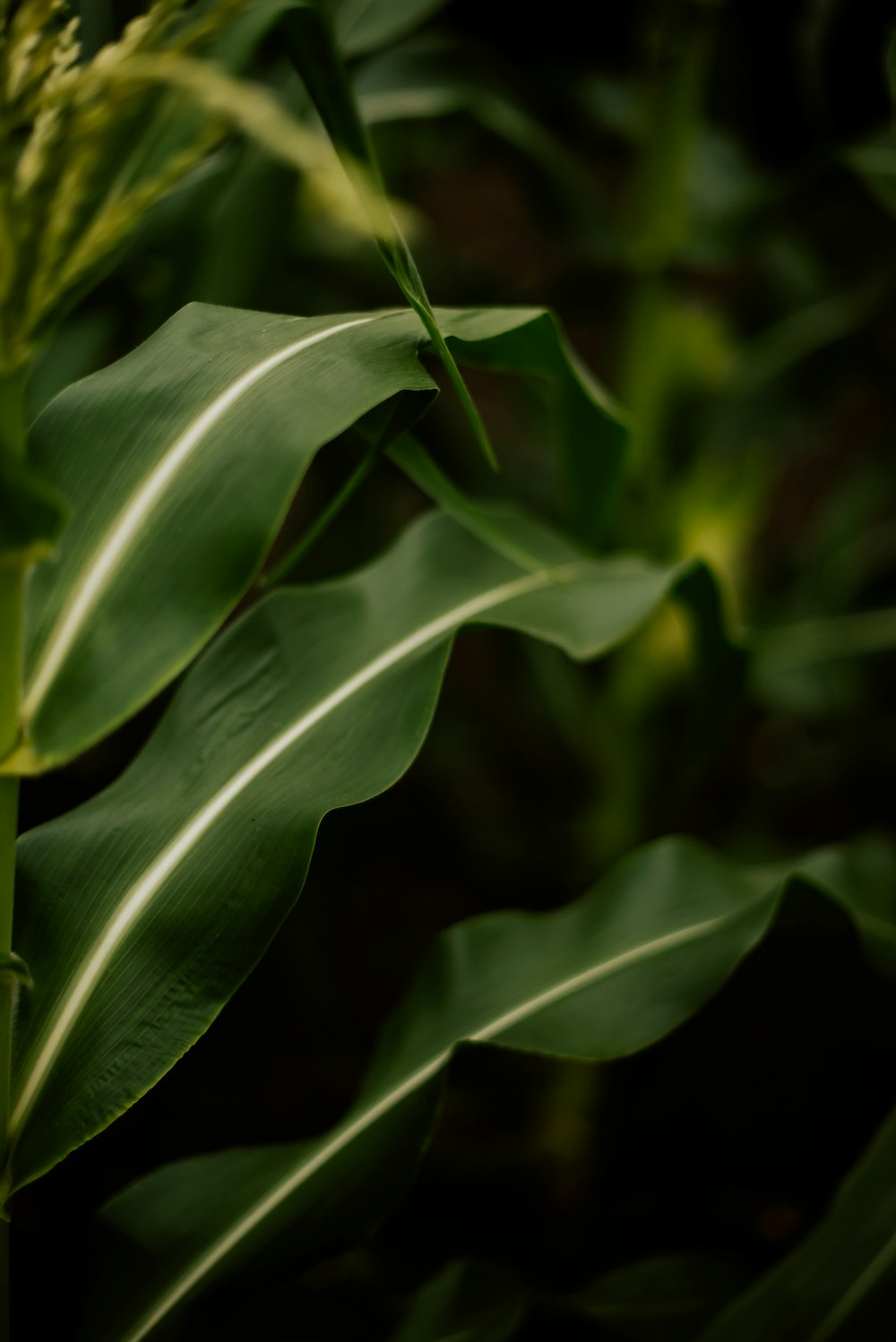 a close up of a green plant with leaves