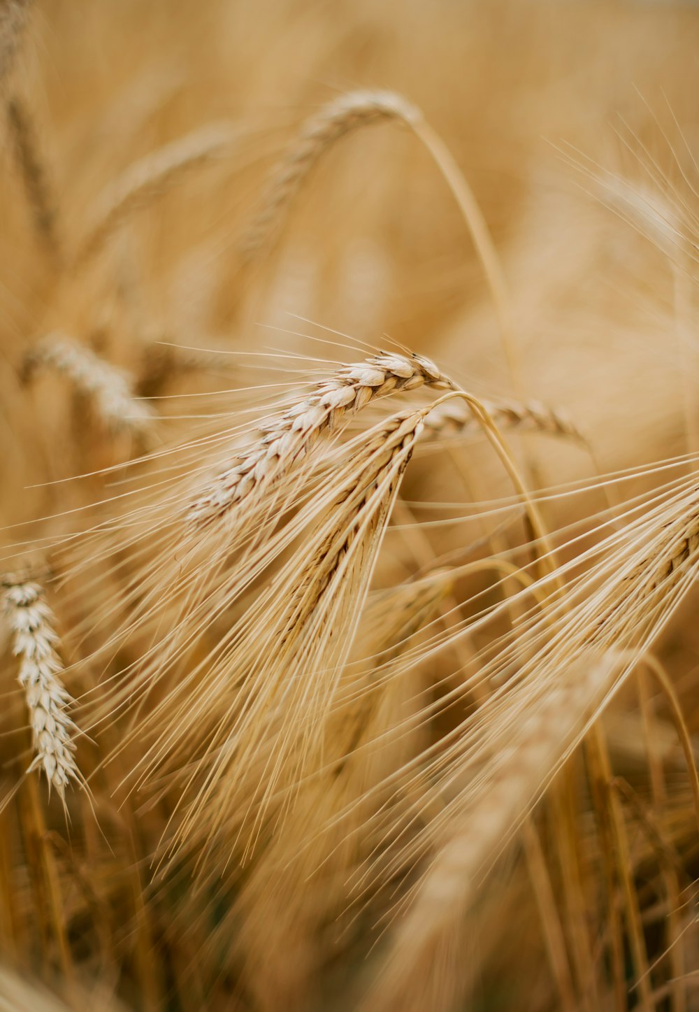 a close up of a bunch of wheat