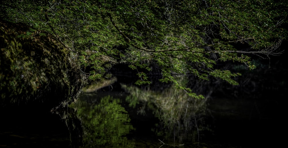 a dark forest with a body of water surrounded by trees