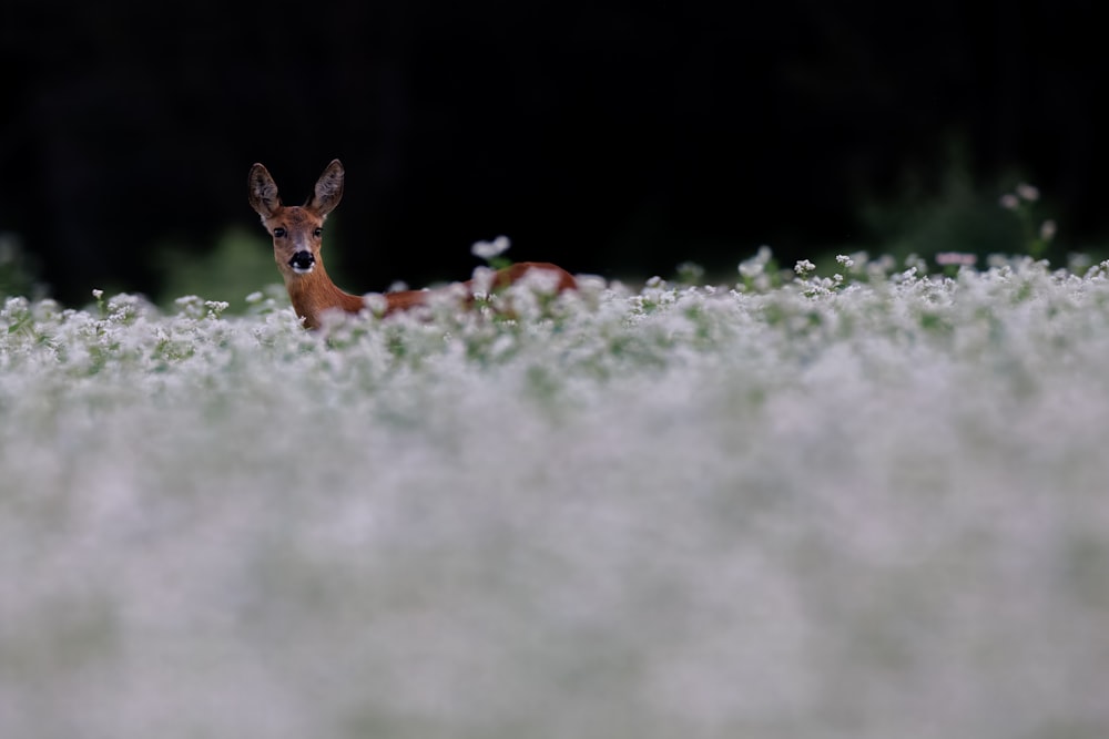 a deer in a field of white flowers