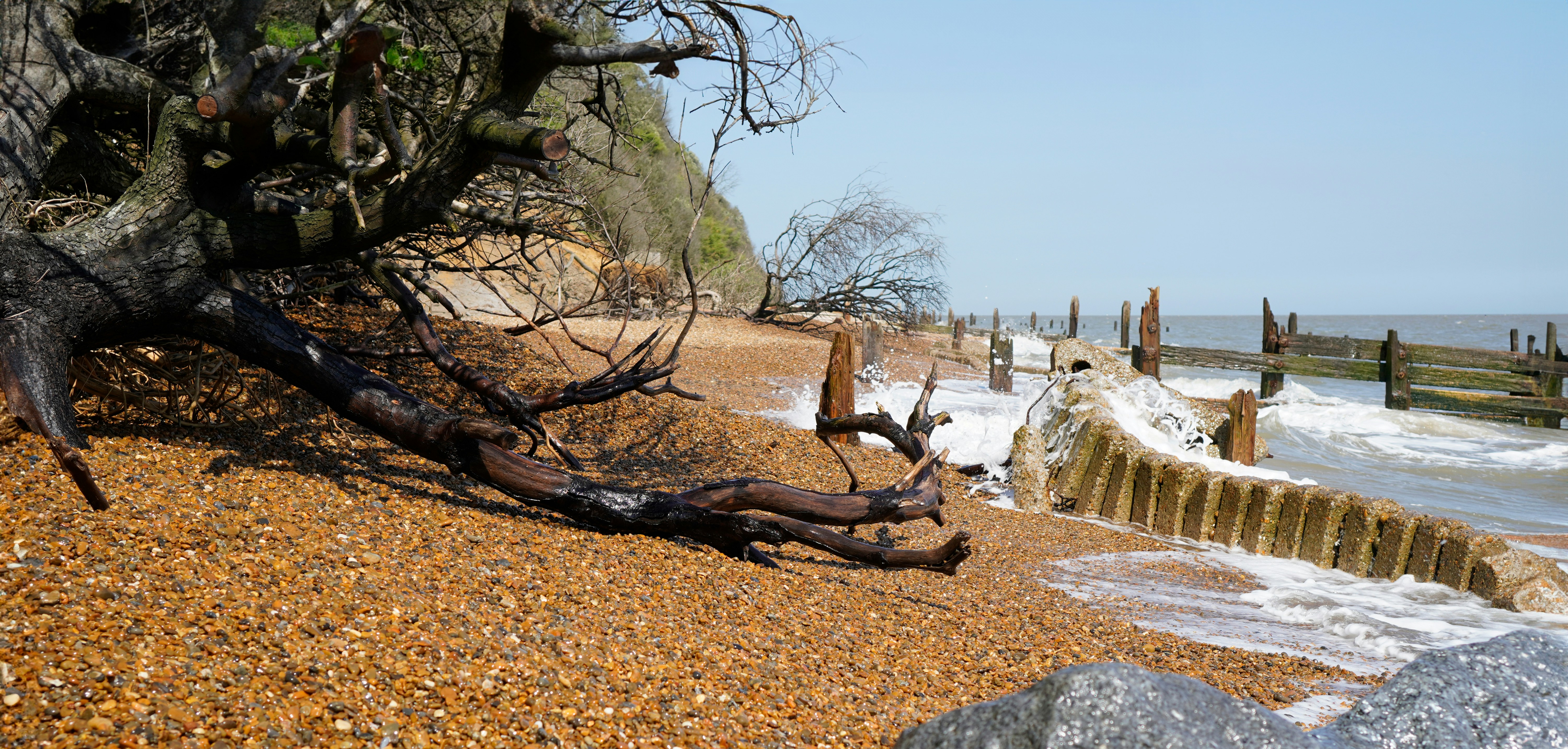 A tree that has fallen over on a beach photo – Free Uk Image on Unsplash