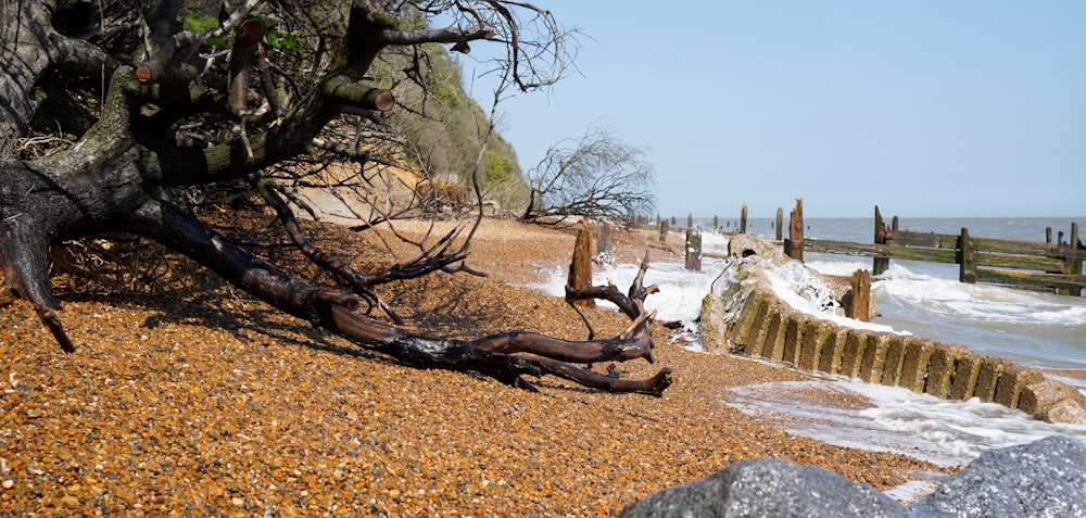 a tree that has fallen over on a beach