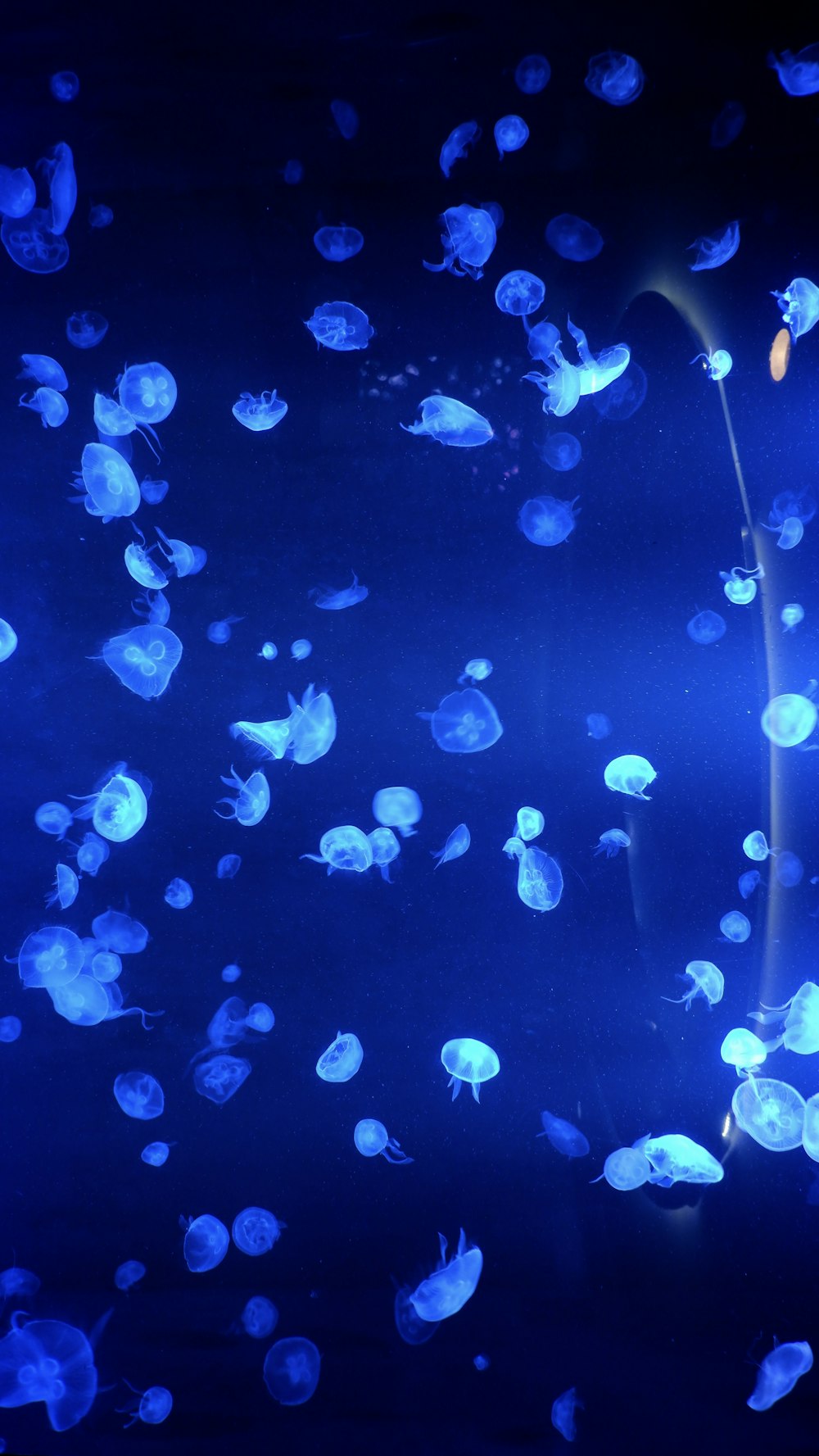 a group of jellyfish swimming in a tank