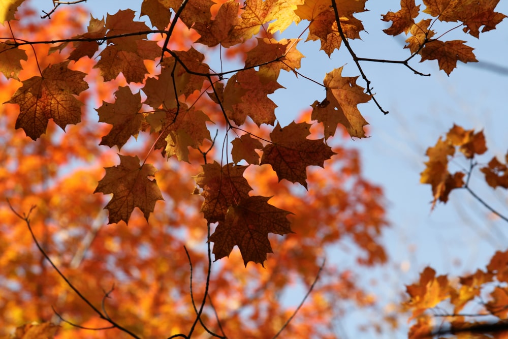 a bunch of leaves that are on a tree