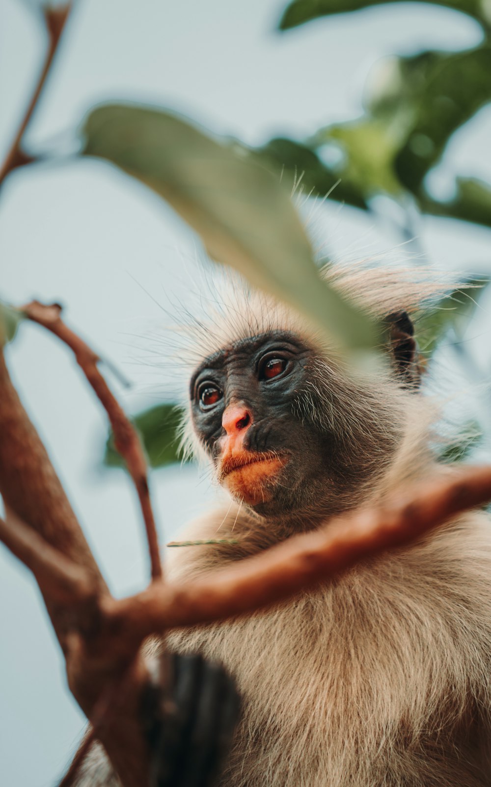 a monkey sitting in a tree looking at the camera