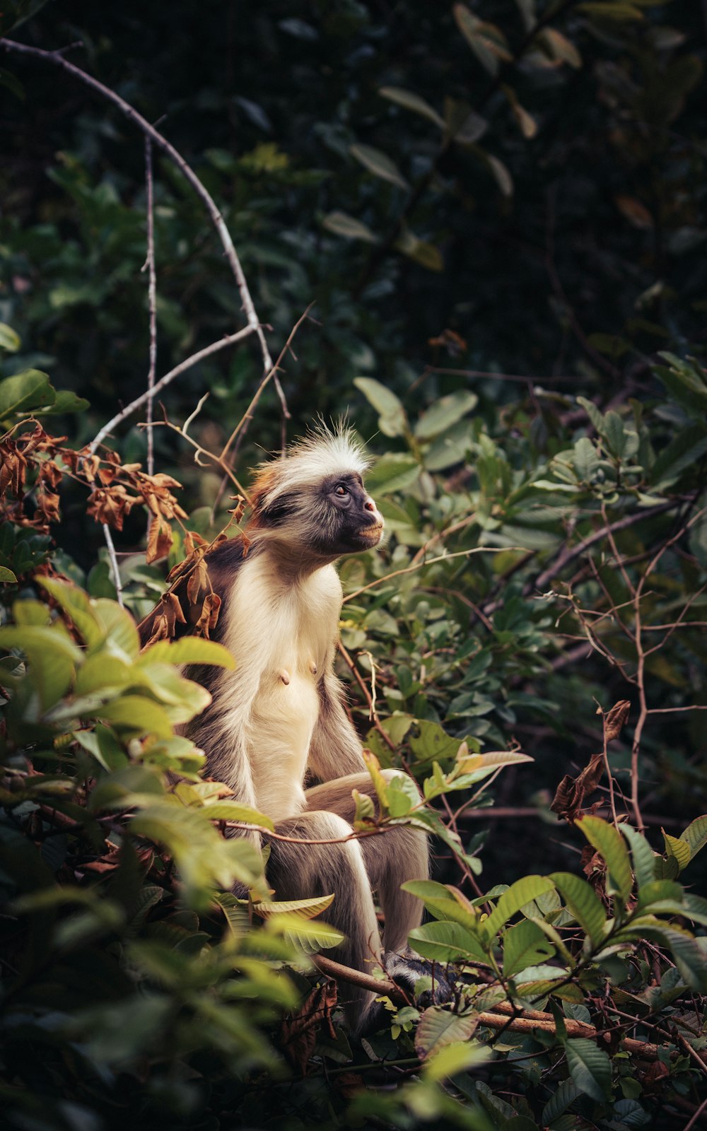a monkey sitting on a tree branch in a forest