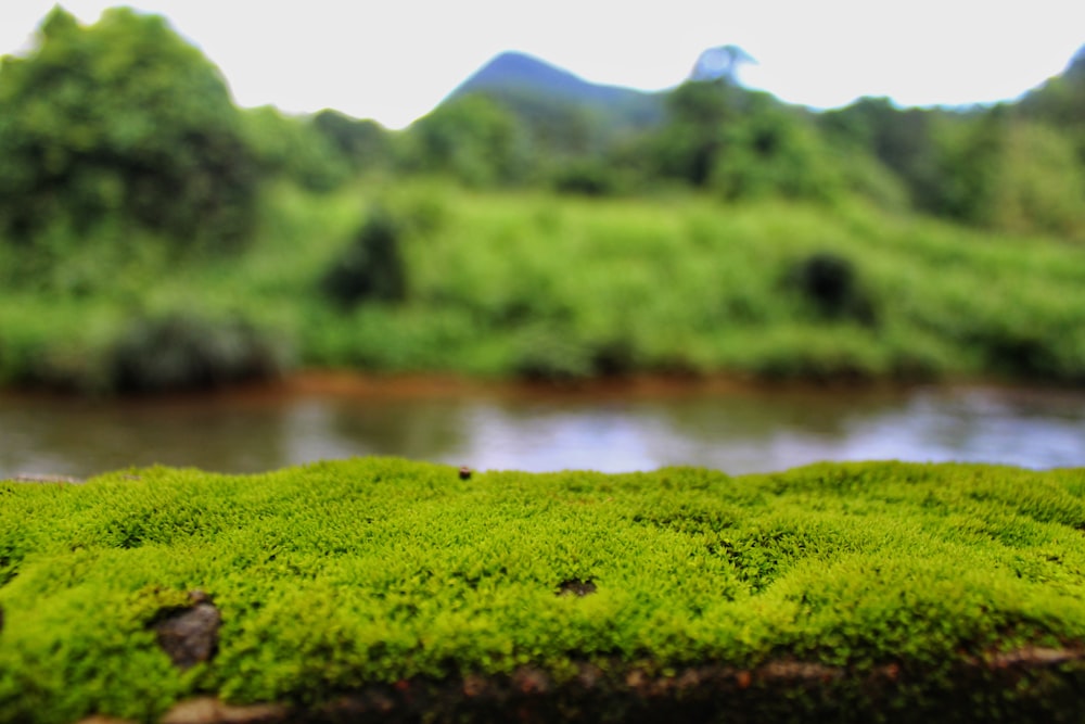 a close up of a patch of grass with a river in the background