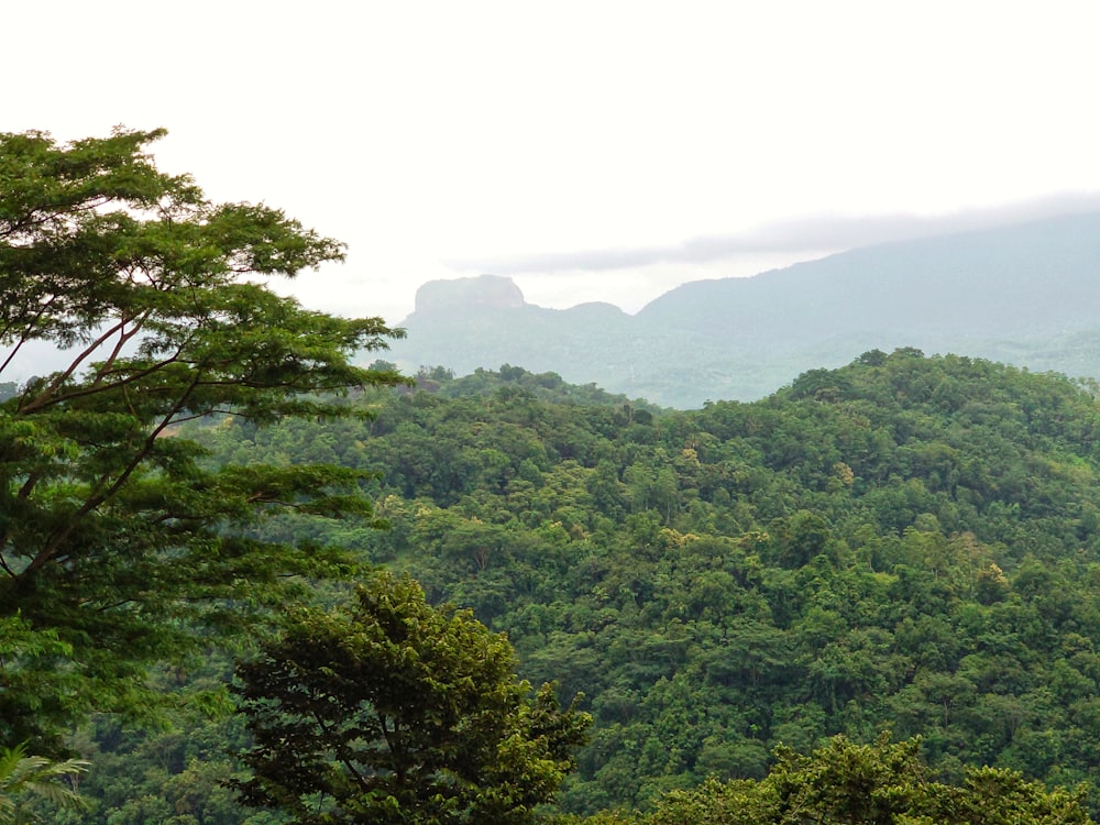 a lush green forest filled with lots of trees