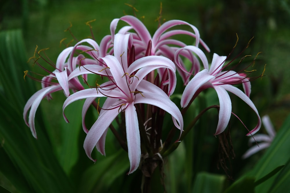 a close up of a pink flower with green leaves