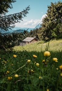 a house in the middle of a field with yellow flowers