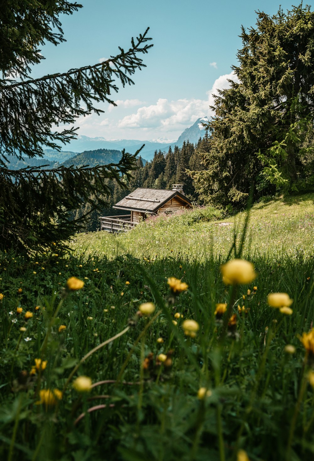 a house in the middle of a field with yellow flowers