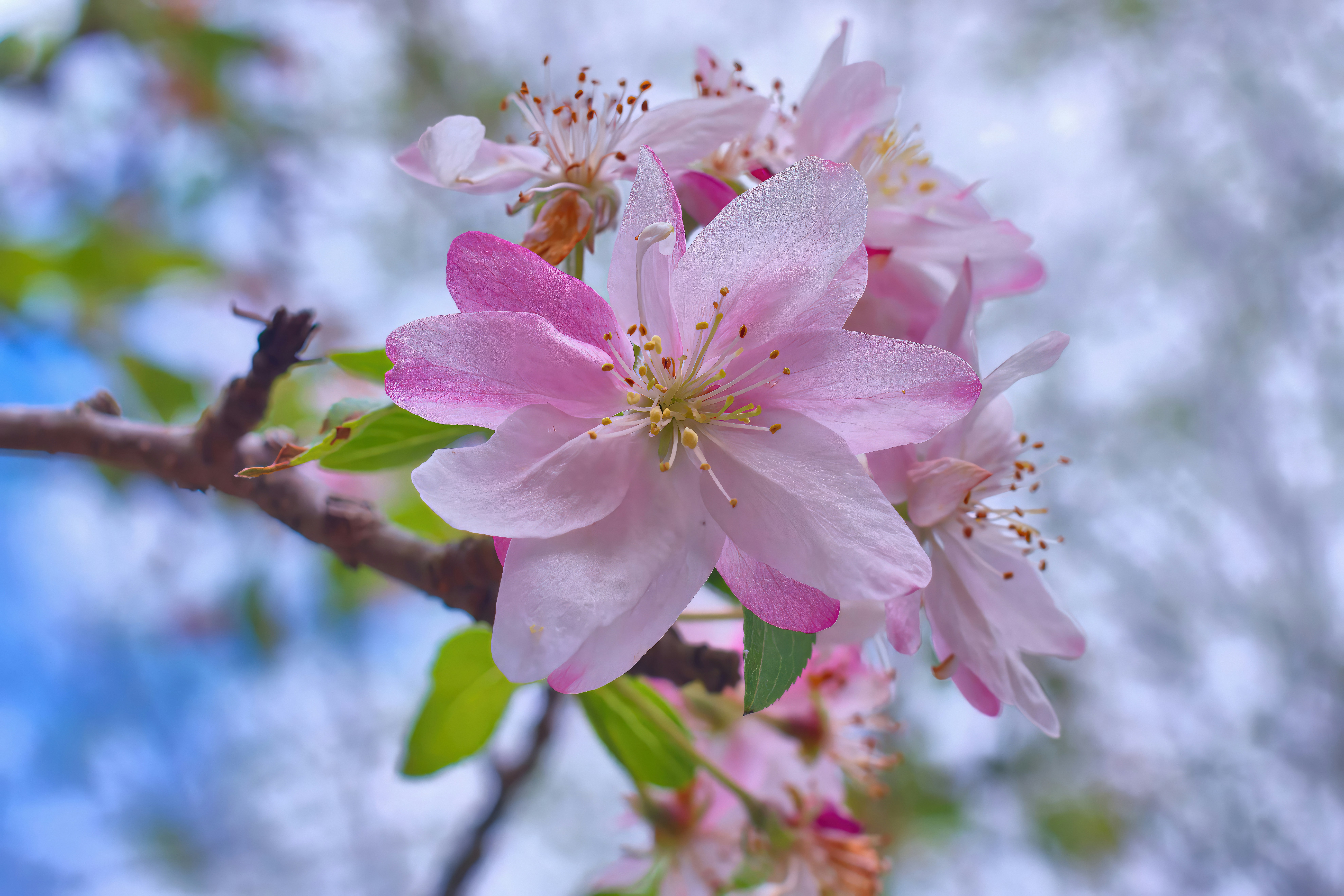 spring floral wallpaper, wallpaper, March Crafts for Adults: Creative Ideas & Projects 1