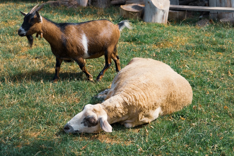 A goat stands on a grassy field next to a large, resting sheep that is lying down. The goat has a brown coat with white markings, while the sheep's wool is thick and creamy white. In the background, there are some wooden logs and tree stumps.