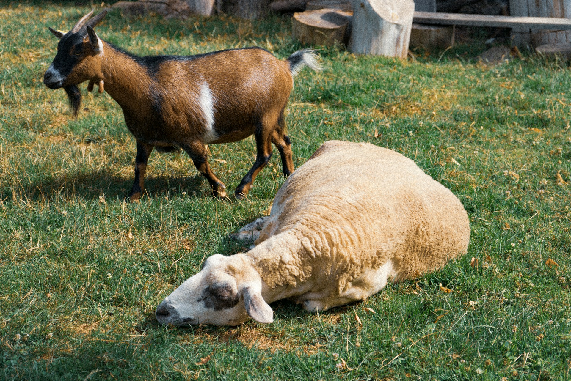 woman wearing yellow long-sleeved dress under white clouds and blue sky during daytime