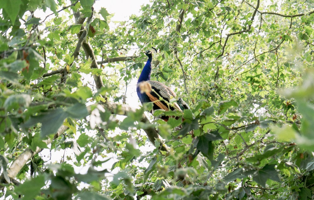 a peacock sitting on top of a tree branch