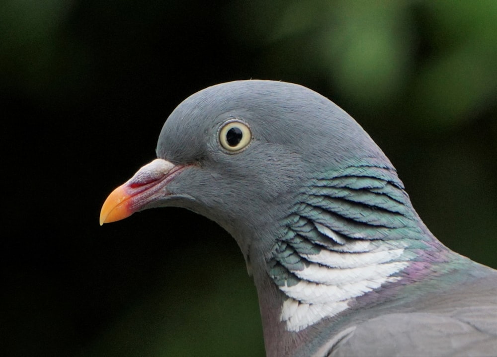 a close up of a pigeon with a blurry background