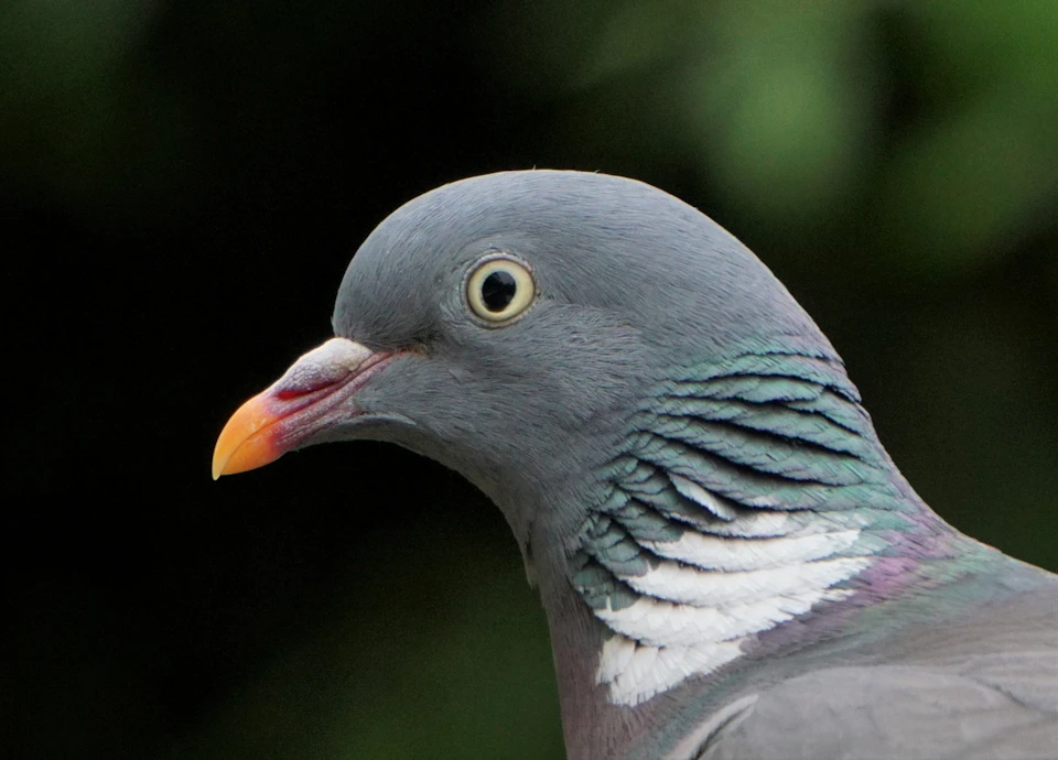 The image shows a close-up view of a pigeon's head and neck, with its beak slightly open. The bird has gray feathers that blend into the background, creating a sense of depth and dimension to the scene. The background is blurred, drawing focus to the pigeon in the foreground.