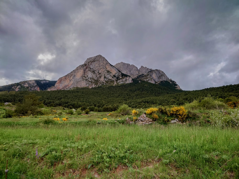 a grassy field with a mountain in the background