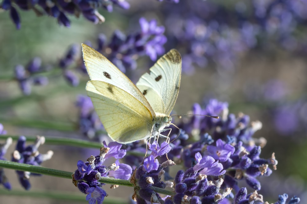 a white butterfly sitting on a purple flower