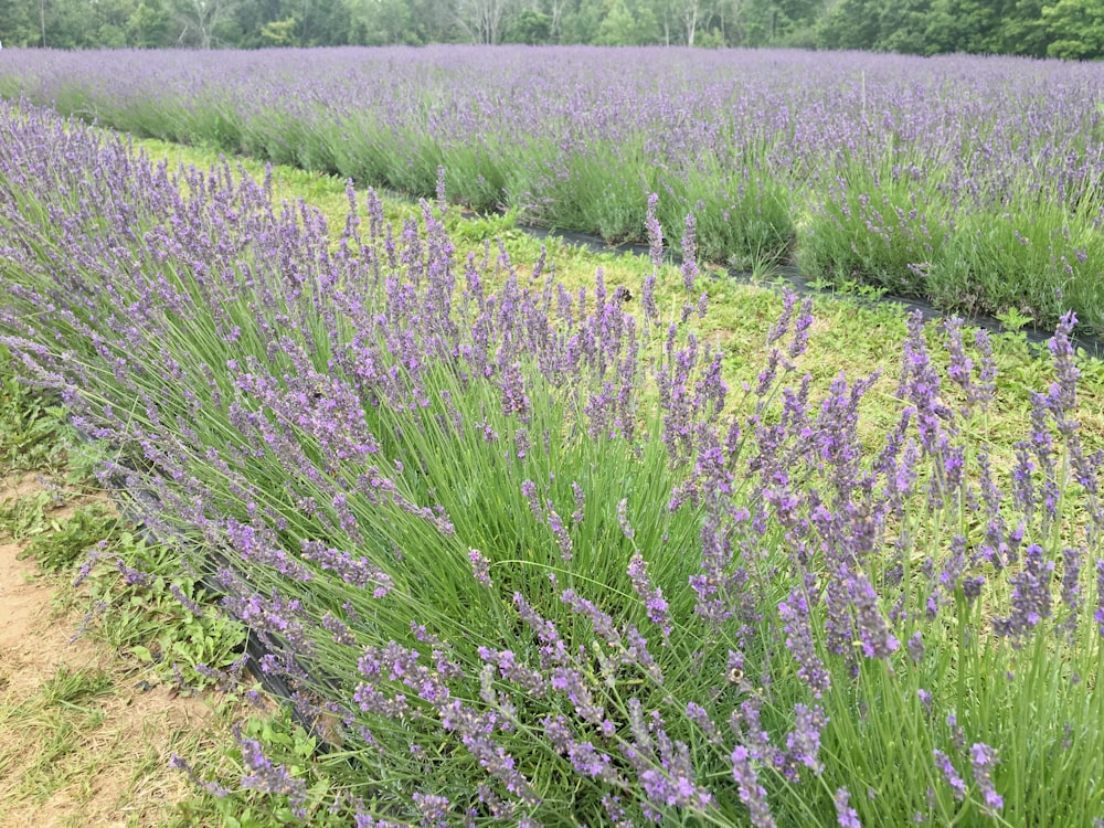 a field full of purple flowers next to a forest