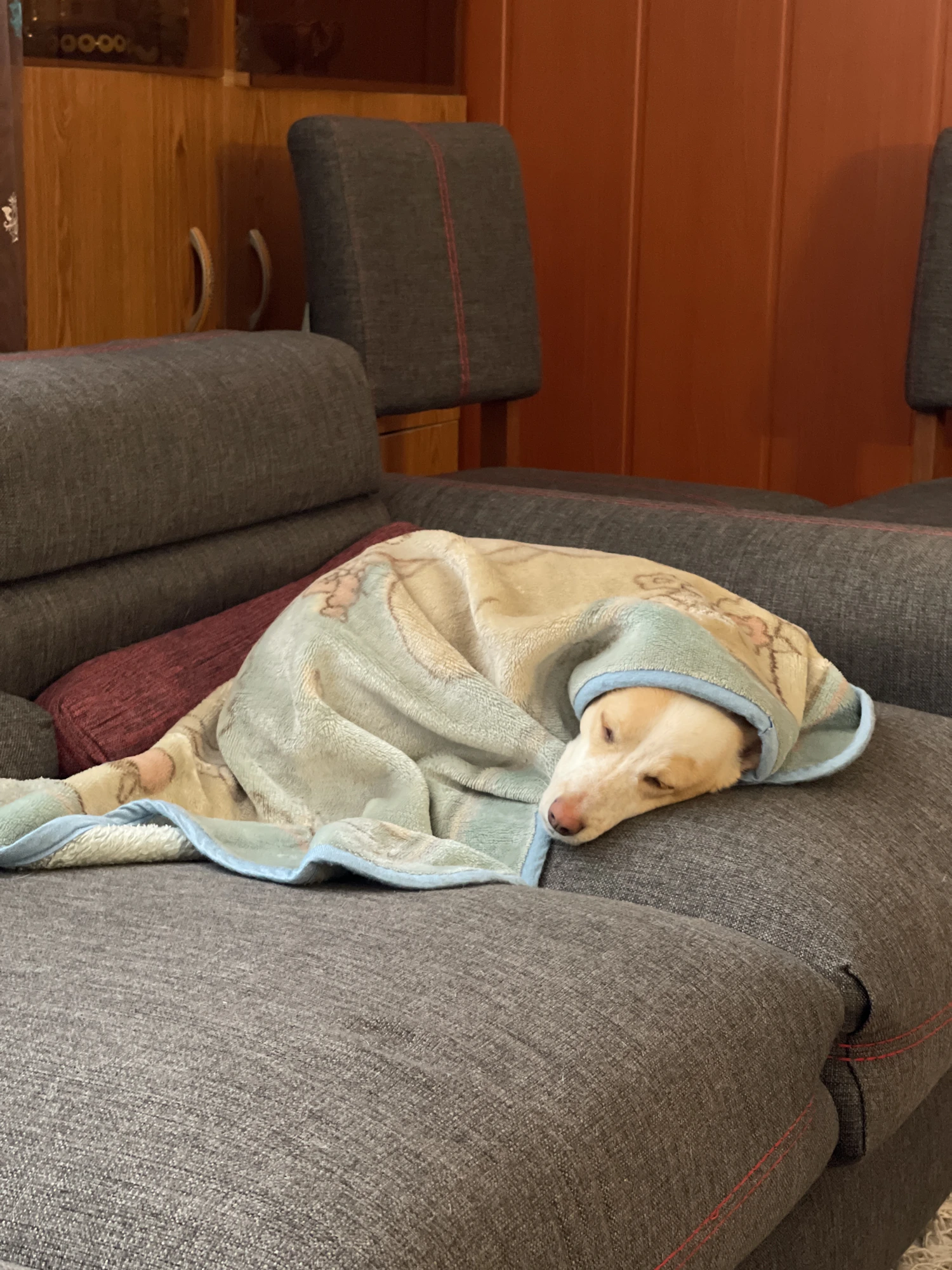 Dog relaxing on a soft blanket